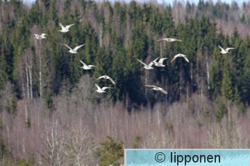 isokuovit_IMG_6744cP.jpg