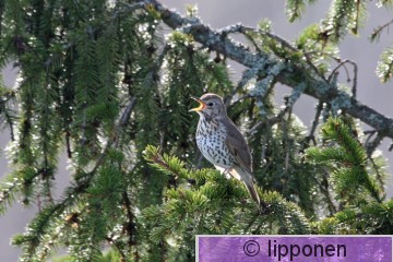 laulurastas_IMG_6273cP.jpg