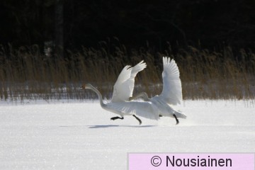 Laulujoutsen1a RS m20.jpg