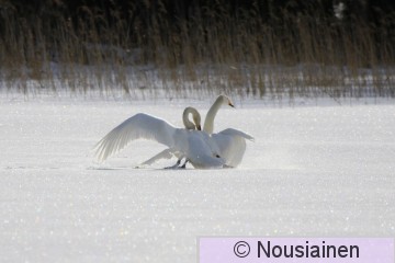 Laulujoutsen1d RS m20.jpg