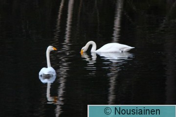 Laulujoutsen2r P m20.jpg