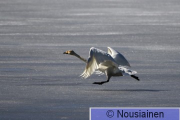 Laulujoutsen4a LV h20.jpg