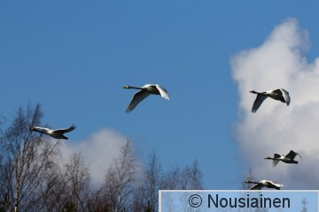 Laulujoutsen9b LV h20.jpg