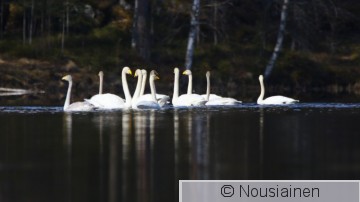 Laulujoutsen9e LV h20.jpg