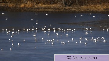 Naurulokki1a MJ h20.jpg