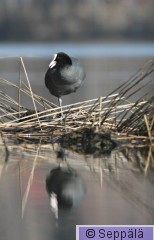 nokikana_Tampere090425a_iso.jpg