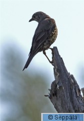 kulorastas_Kuru090627_isoB.jpg
