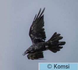 DSC_7963.jpg