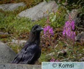 DSC_8006.jpg