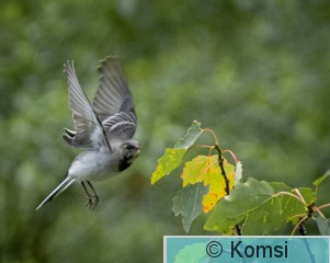 DSC_7548.jpg