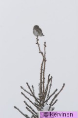 2010-01-30_007_Varpuspöllö_TimoKervinen.jpg