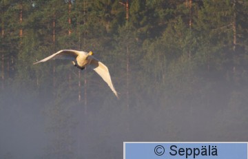 laulujoutsen_Kuru200829_iso1.jpg
