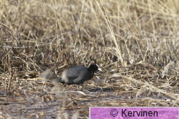 2011-05-01_015_Nokikana_TimoKervinen.JPG