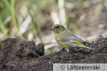 Viherpeuppo11_Sastamala23.5.2020_Reijo Lähteenmäki.jpg