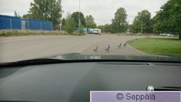 valkoposkihanhia.JPG
