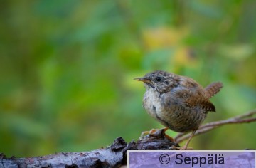 peukaloinen_Kuru200919_iso1.jpg