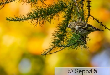 vihervarpunen_Tampere200921_iso2.jpg