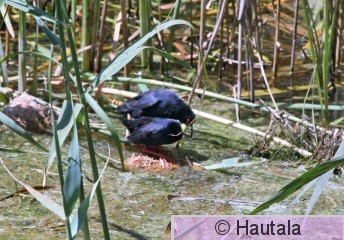 Mustahuitti, amdurornis flavirostris, 2.jpg