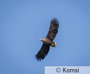 DSC_8597.jpg