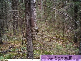 hapäti.JPG