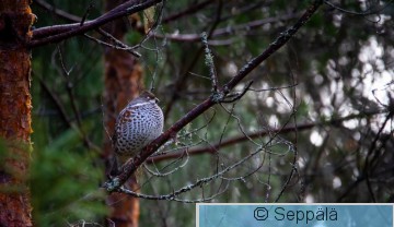 pyy_Kuru201018_iso2.jpg