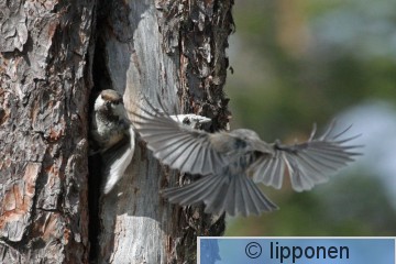 lapintiaiset_IMG_6986cP.jpg