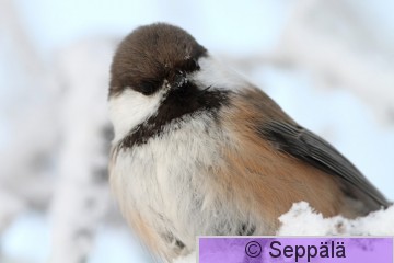 lapintiainen_Laanila100124_iso2.jpg