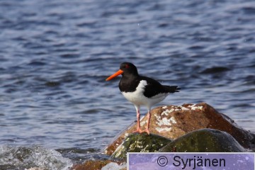 IMG_0593_2_2.JPG