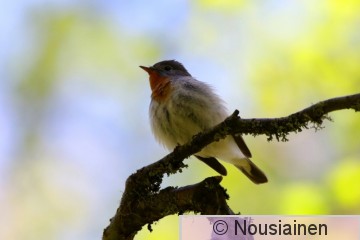 Pikkusieppo1c PH t20.jpg