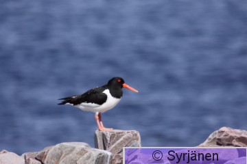 IMG_2070_2_2.JPG