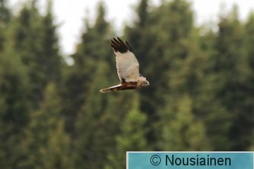 Ruskosuohaukka1i PH k20.jpg