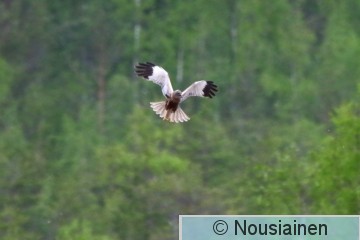 Ruskosuohaukka4c PH k20.jpg