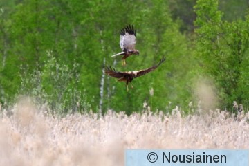 Ruskosuohaukka4f PH k20.jpg