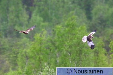 Ruskosuohaukka4r PH k20.jpg