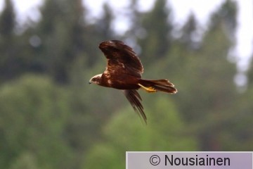 Ruskosuohaukka7b Var k20.jpg