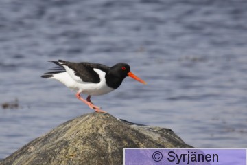 IMG_2096_2_3.JPG