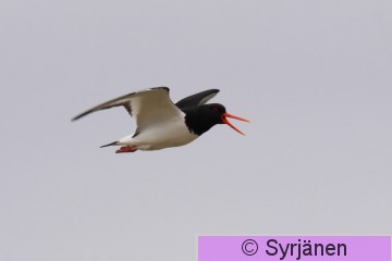 IMG_6993_2_2.JPG