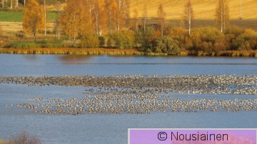 Valkoposkihanhi2a NJ l20.jpg