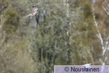 Niittysuohaukka K N36.jpg