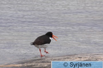 IMG_7225_2_2.JPG