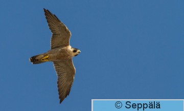 muuttohaukka_Mallorca180926_iso1.jpg