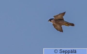 muuttohaukka_Mallorca180926_iso2B.jpg