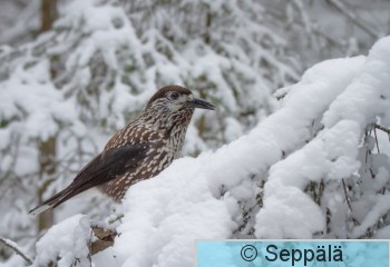 pahkinahakki_Nokia210105_iso4.jpg