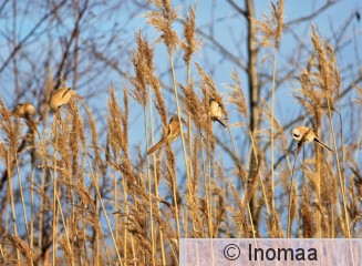 IMG_5468.JPG