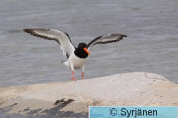 IMG_7362_2_2.JPG