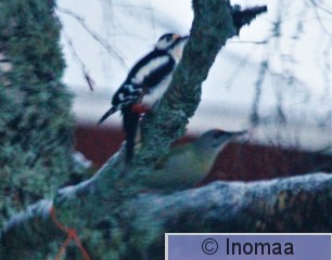 IMG_4973.JPG
