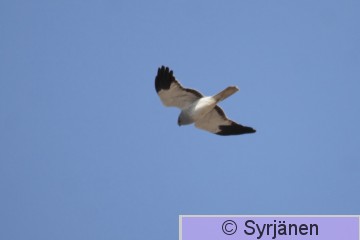 IMG_2672_2_2.JPG