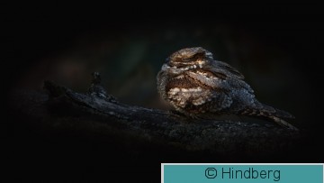 Capeur01102020_EH.jpg