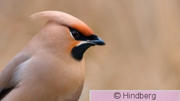 Bomgar05042019_1.jpg