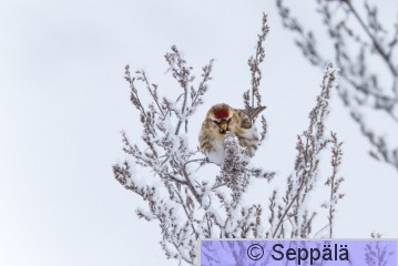 urpiainen_Sastamala210207_iso2.jpg